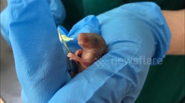 Watch this tiny baby mouse being fed through a syringe after being abandoned by mother