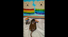 Ratchie McCaw the rat celebrating Pride Month
