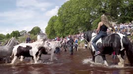 Travellers show off their impressive horses during annual Appleby fair