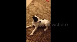 Hilarious clip of napping puppy woken up by fart racks up 13 million views on YouTube