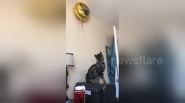 Newsflare Edit - Cat attempts to steal balloon