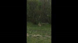 mongolian rabbit
