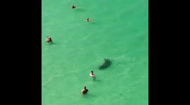 Incredible moment manatee swims past oblivious beachgoers on Florida beach