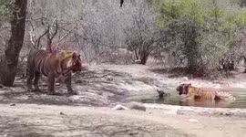 Mother tigress almost drowns own cub trying to hide it underwater from male tiger