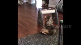 Is she a dog? Cat catches her tail in bizarre role reversal