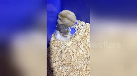 Unfazed hamster rests in corner while two baby rodents fight intensively beside it