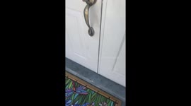 Puppy is super excited when owner returns home