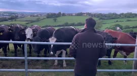 Herd of curious cows flock over and quietly listen to man singing Irish folk ballad
