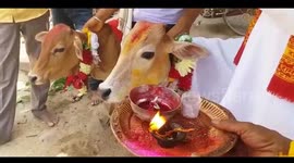 Widow holds strange 'calf wedding' in central India to bring peace to dead husband