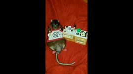 Rat cooks dinner