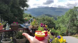 Rotating hummingbird restaurant with a view