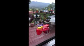 The Cat and the Hummingbird
