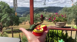 Training the hummingbirds