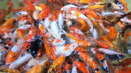 Frenzy of hundreds of colourful koi carp scramble for food