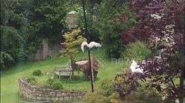 Rare white squirrel spotted pinching peanuts from garden bird feeder in South West England