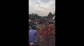 Thousands of people use motorcycles to transport lychee fruit making the road blocked