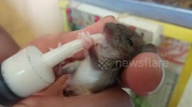 Mother of Abandoned Animals; Five baby mouse abandoned by mother after birth has been adopted by women in Southern Eastern India.