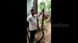Indian family shocked to find king cobra creeping across kitchen