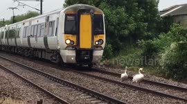 Family of swans cause chaos by refusing to get off train track in UK