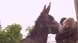 Woman kisses donkey as the rain pours down at Appleby Horse Fair