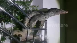 Hapless monitor lizard rescued after getting stuck 'spread-eagle' climbing gate