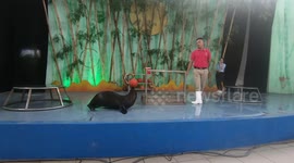Seals performing with balls and circles! cute seals playing Volleyball