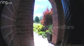 Snake activates US doorbell camera while trying to reach birds' nest above