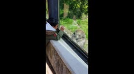 Baby gorilla playing