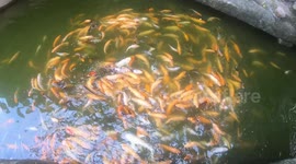 Frantic Koi carp fights for food! Thousands Of Carp Swarm Together In A Pond In Viet Nam!