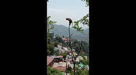 Athletic monkey does impressive swings on tree but misses last jump
