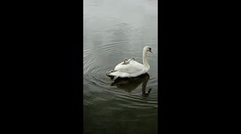 Baby swans get a ride on mum's back in English lake