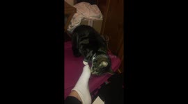 Cat smells foot and has a funny reaction