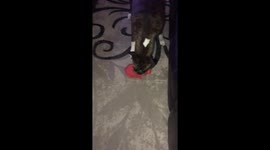Puppy gets a new toy, makes hilarious sounds!