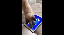 Kitten falls from sofa whilst playing on tablet