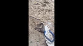 TINY snake eats MASSIVE toad in Cambodia