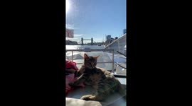 Kitten on the Thames Clipper near Tower Bridge