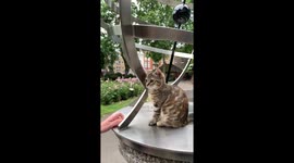 Kitten climbs up and down a sundial in Marylebone Village