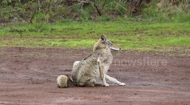 Sleepy coyote hanging out in parking lot