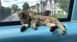 Kitten riding a London bus