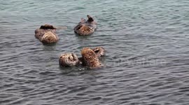 Baby sea otter won't stop bugging mum to play