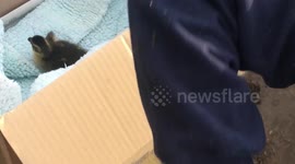 Watch family of ducklings rescued from bottom of road drain in UK after their mum was run over and killed