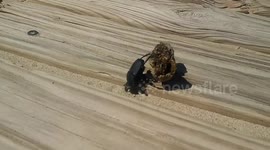 Beach cleaners come in all shapes and sizes. Dung beetle cleaning up a dog poo from the path at the beach, amazing animals