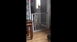 Dog enjoys marching to the beat of Irish bagpipes