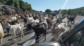 Hundreds of goats hold up traffic on hill road on Greek island