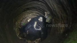 Wild bear rescued from 30-foot-deep well after injuring four villagers in eastern India