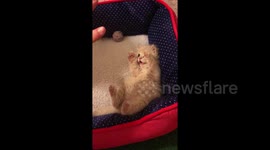 Hands up! Kitten has most adorable reaction to being tickled