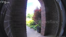 Snake trying to reach birds' nest caught on US doorbell camera again!