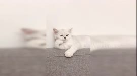 Tired cat holds its head with paw like 'The Thinker' statue