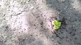 Time Lapse Ants Eating Heart Candy