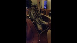 Cat gets comfortable in handbag